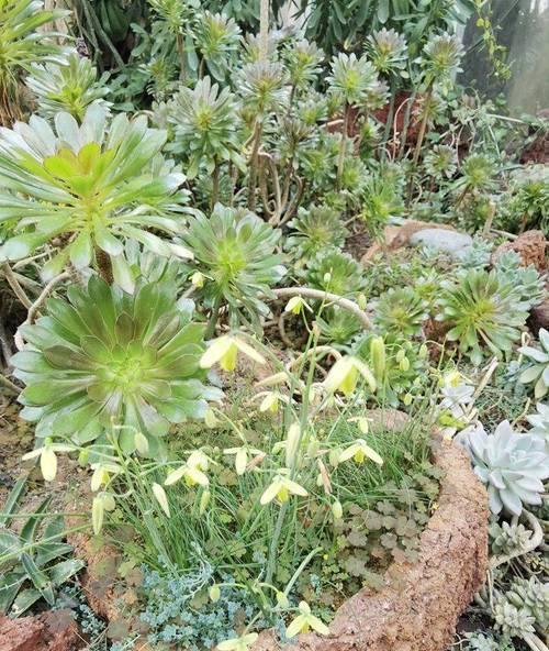 杂交植物僵王现象如何处理？僵王现象对植物生长有何影响？