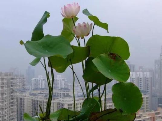 客厅水中植物的正确养护方法是什么？
