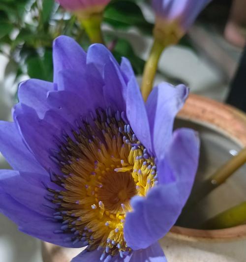 客厅水中植物的正确养护方法是什么？