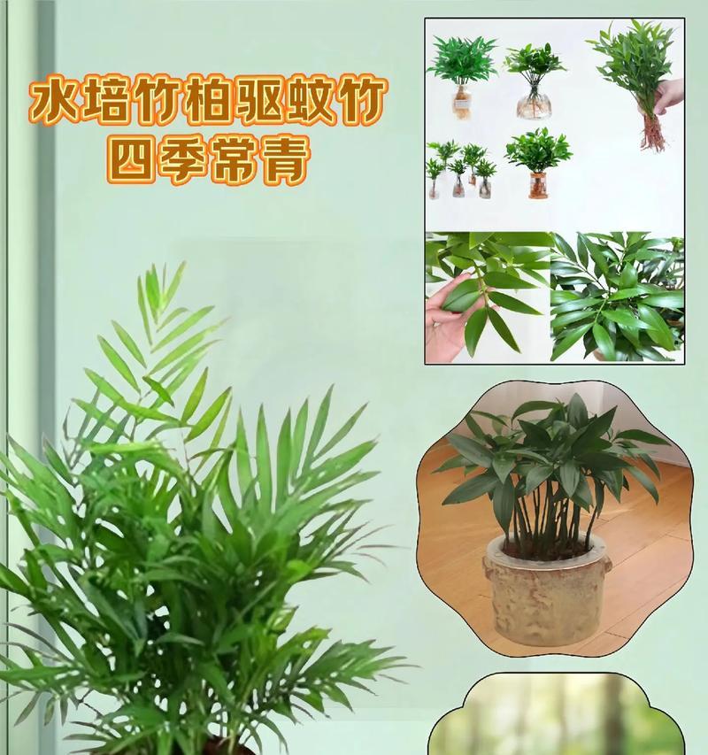 驱蚊植物怎么养才能有效驱蚊？驱蚊植物的养护要点有哪些？