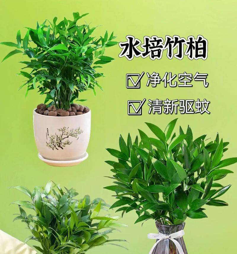 驱蚊植物怎么养才能有效驱蚊？驱蚊植物的养护要点有哪些？