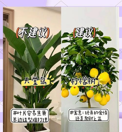 潮流植物的养殖方法是什么？如何保持它们的时尚感？