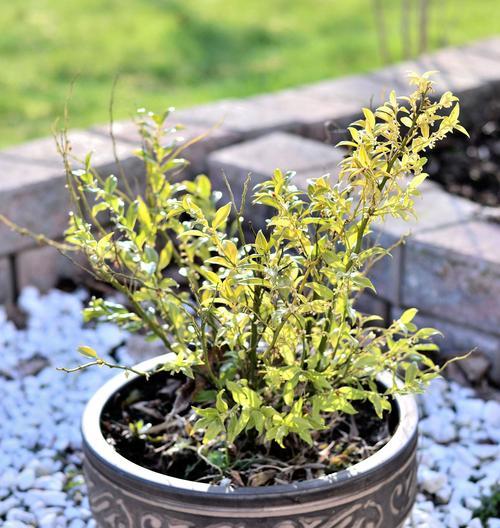 阜新有哪些微型景观植物？它们的养护方法是什么？