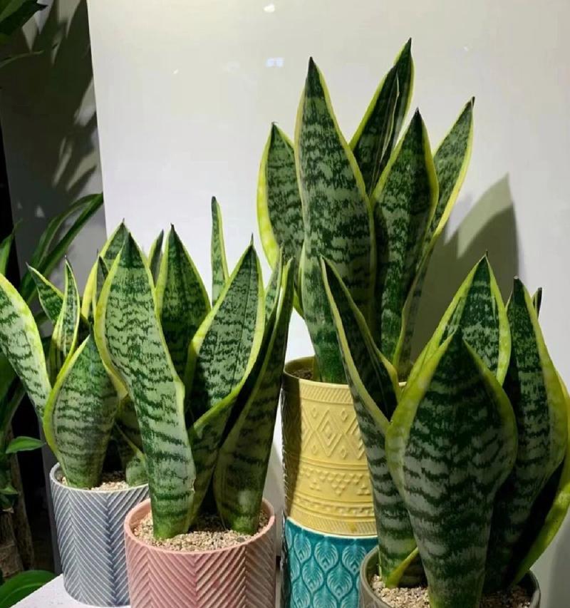 阜新有哪些微型景观植物？它们的养护方法是什么？