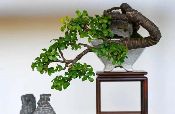 阜新有哪些微型景观植物？它们的养护方法是什么？