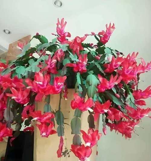 哪些花卉能在冬天永久存活？