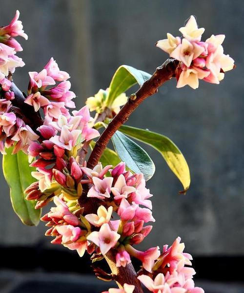 哪些花卉能在冬天永久存活？