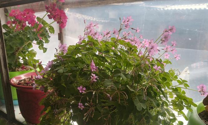 楼房适合养哪些大型花卉？如何选择适合楼房的大型花卉？