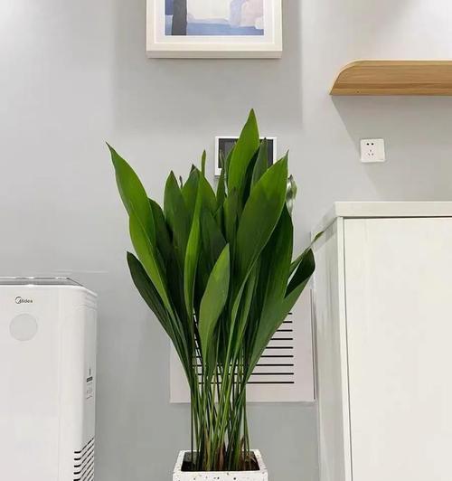 楼房适合养哪些大型花卉？如何选择适合楼房的大型花卉？
