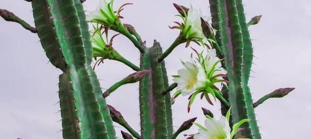 楼房适合养哪些大型花卉？如何选择适合楼房的大型花卉？