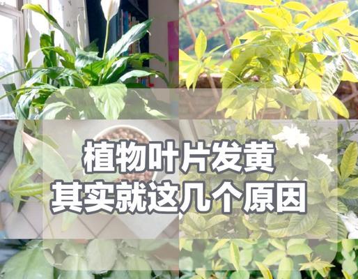 花卉植物黄叶缺什么元素？如何正确施肥？