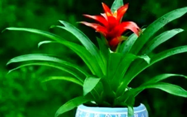 花卉植物黄叶缺什么元素？如何正确施肥？