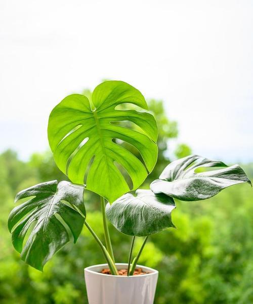 新家养什么植物好？如何选择适合的室内植物？
