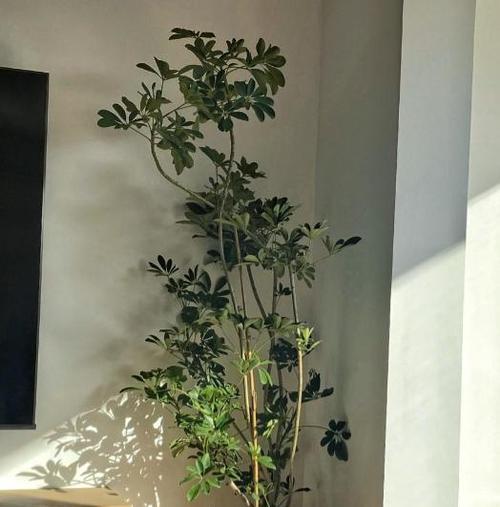 新家养什么植物好？如何选择适合的室内植物？