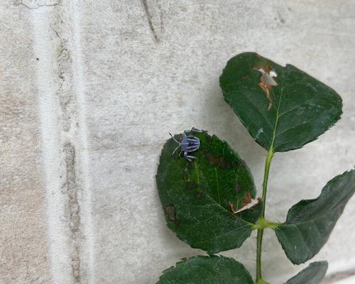 花卉叶子上的小虫子是什么？如何有效防治？