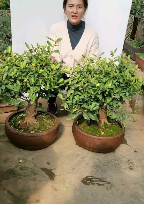 盆栽金豆子盆景如何养护？需要注意哪些问题？