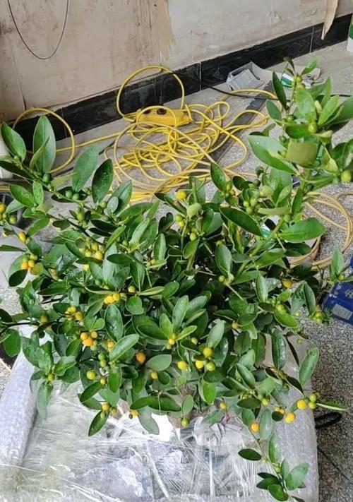盆栽金豆子盆景如何养护？需要注意哪些问题？
