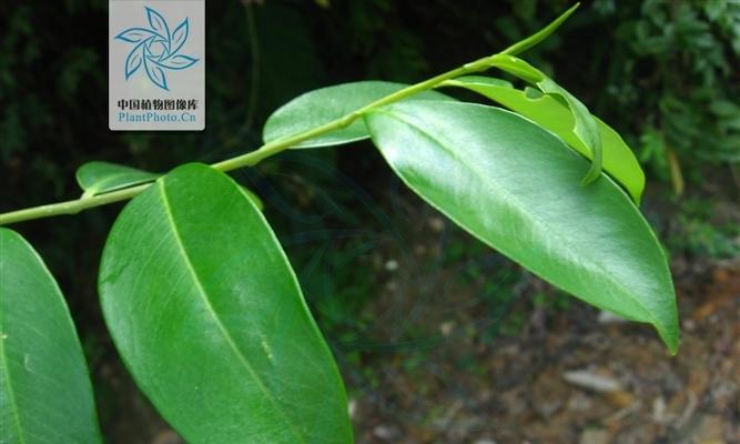 植物补酸后多久能恢复绿色？补酸对植物有什么影响？