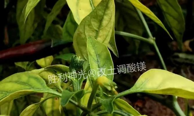 植物补酸后多久能恢复绿色？补酸对植物有什么影响？