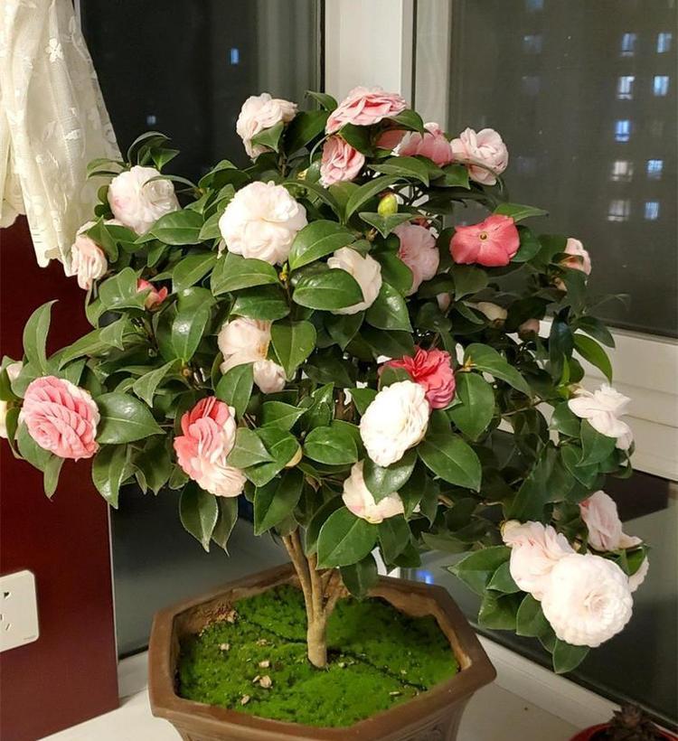 植物补酸后多久能恢复绿色？补酸对植物有什么影响？