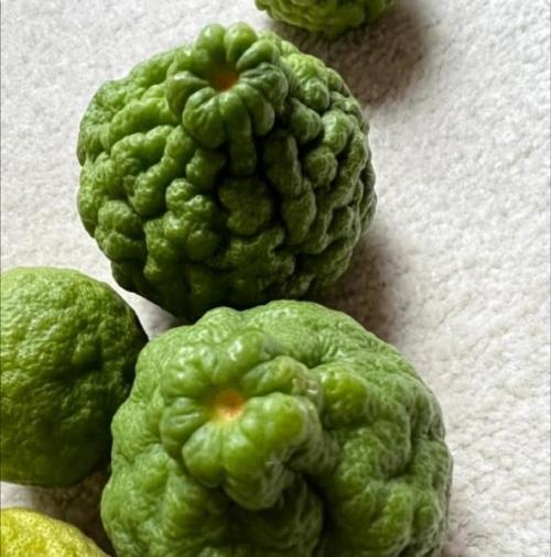 沫柠檬是什么植物？它的特性有哪些？