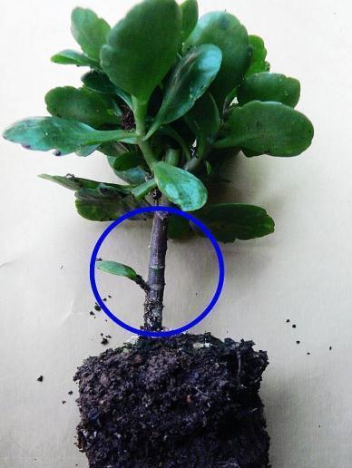 室内盆栽假植的正确养护方法是什么？如何判断假植是否成功？