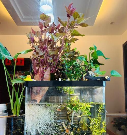 鱼池盆栽红薯的种植方法是什么？需要注意什么？