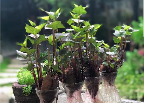 鱼池盆栽红薯的种植方法是什么？需要注意什么？