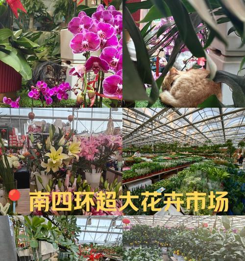 湖边附近的花卉市场叫什么？小巧的多年生草花卉有哪些？