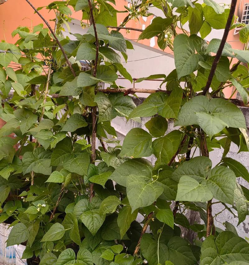 春季适合种植哪些花卉和蔬菜？