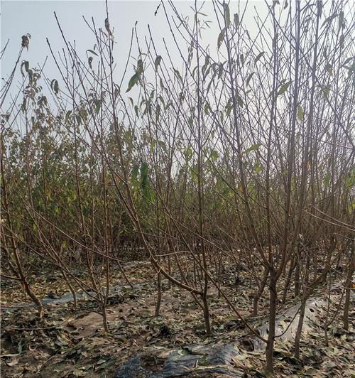 清水蜜桃树苗种植需要注意什么？最佳种植方法是什么？