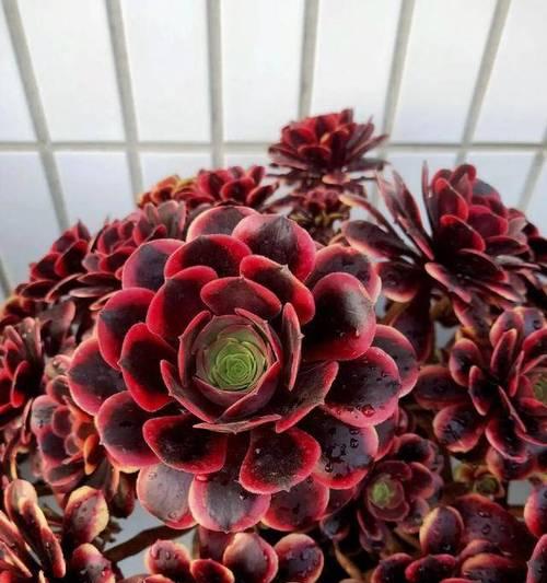 哪些花卉品种最适合男性？它们的养护要点是什么？