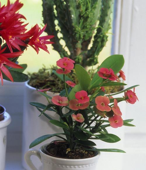 盆栽的花怎么培养好？盆栽花卉的养护技巧有哪些？