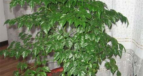 哪些植物被认为有招财的寓意？如何正确养护这些招财植物？