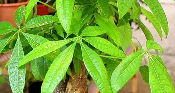 哪些植物被认为有招财的寓意？如何正确养护这些招财植物？