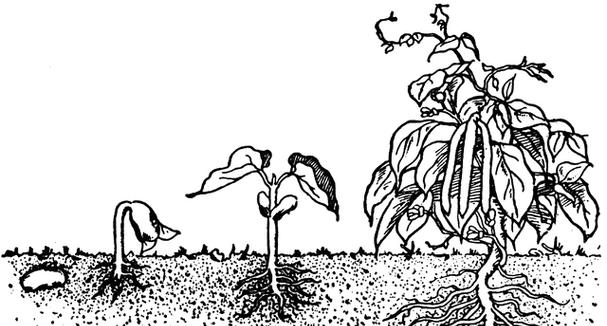植物发射器的生长过程是怎样的？