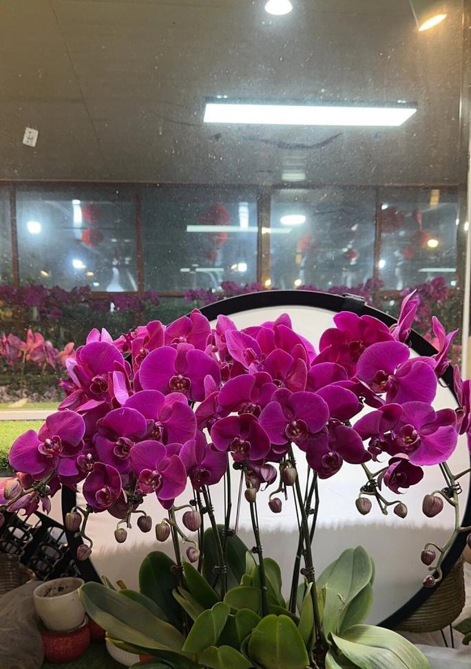 观山湖区花卉市场有哪些特色？如何挑选合适的花卉？