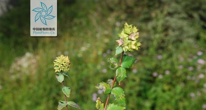 景天植物是什么？它们的生长习性有哪些？