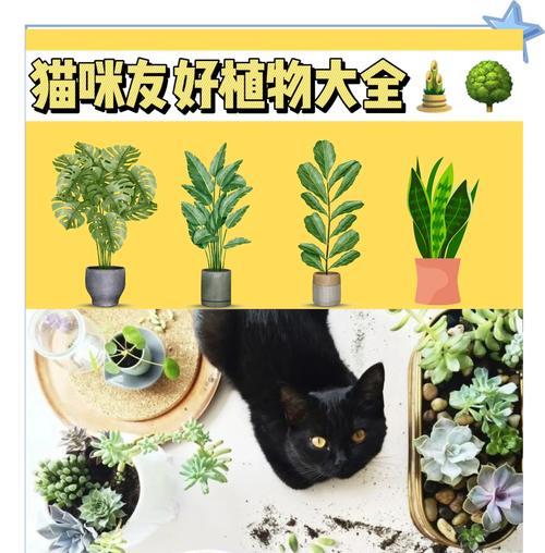 哪些植物更适合小猫？养这些植物对小猫有何好处？