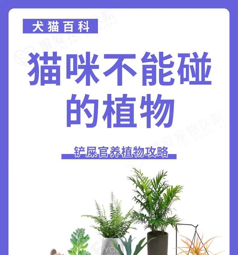 哪些植物更适合小猫？养这些植物对小猫有何好处？