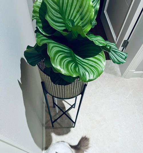 哪些植物更适合小猫？养这些植物对小猫有何好处？
