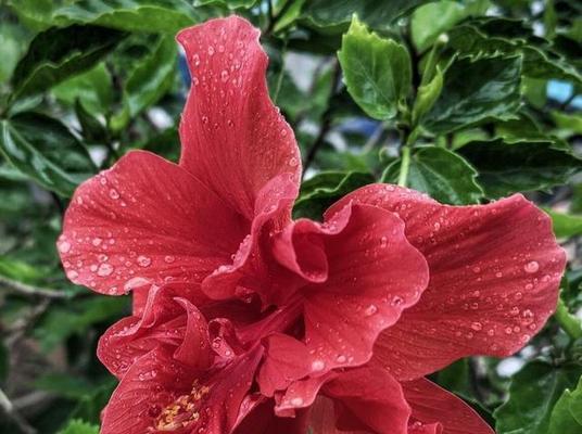不宜夜间摆放的花卉是什么？走廊上好看的花卉有哪些？