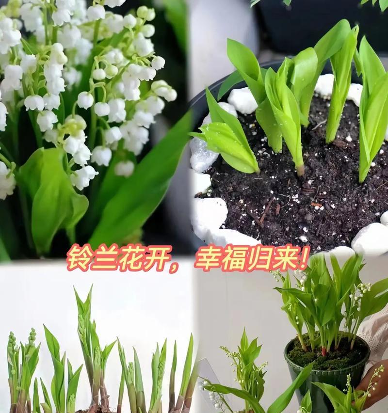 超好养的多年生花卉有哪些？如何进行养护？