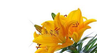 黄花百合花束的养护和管理方法是什么？