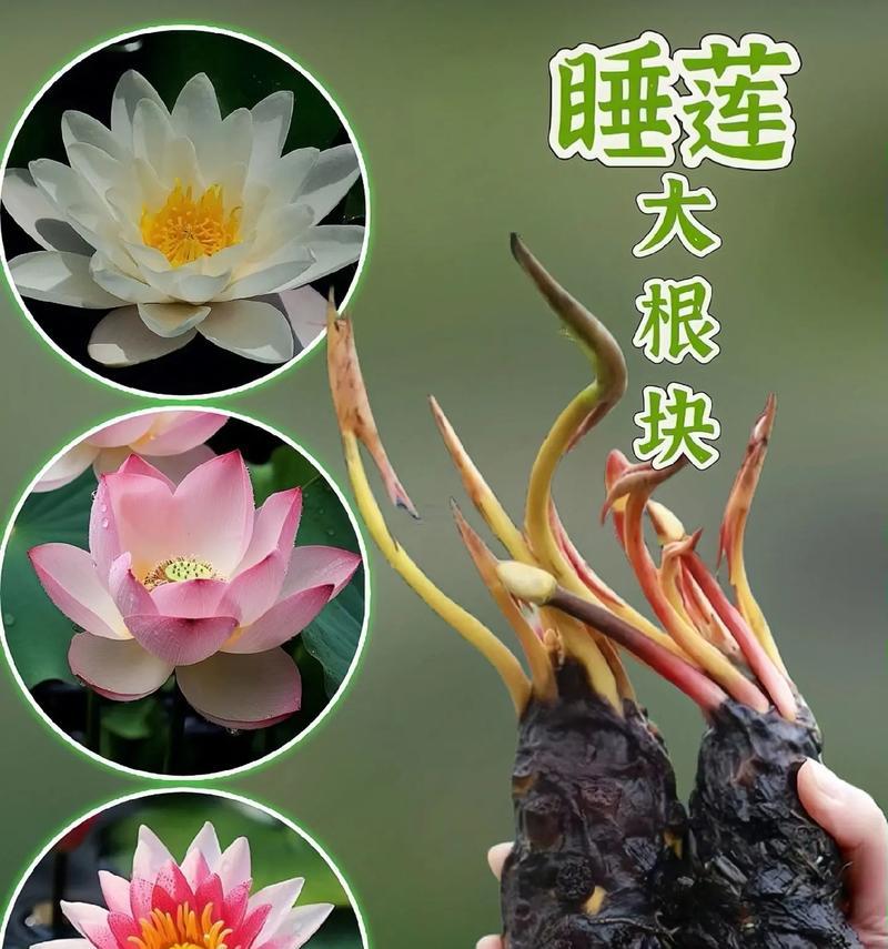 植物的根须和芽多久才能长出来？