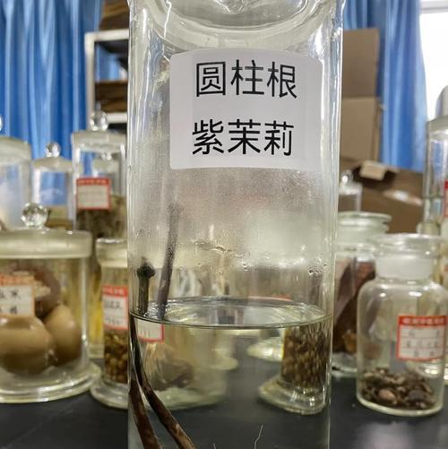 植物的根须和芽多久才能长出来？