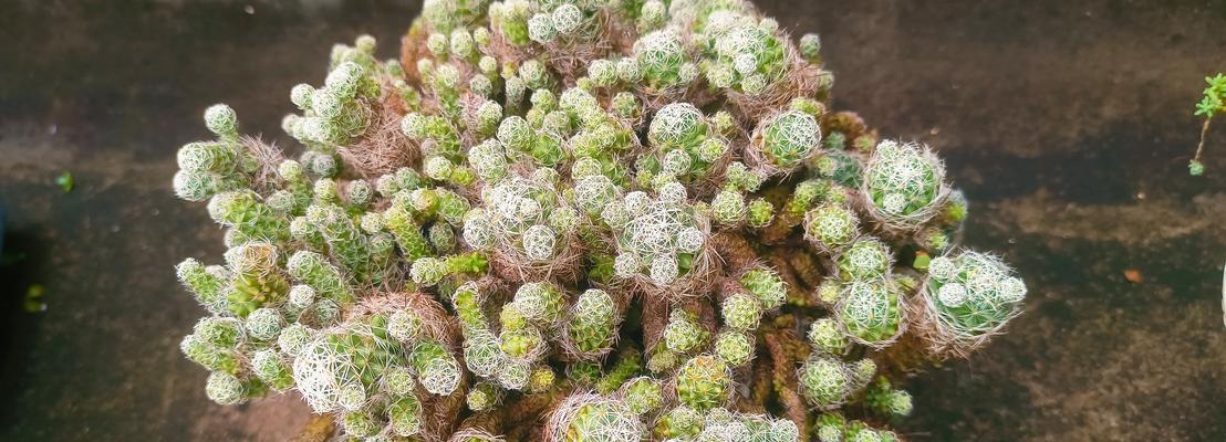 夏季适合种植哪些植物？它们的养护要点是什么？