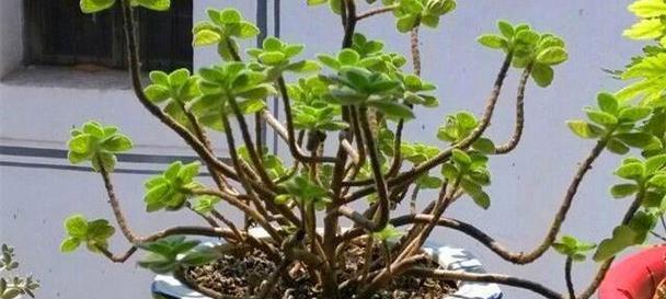 夏季适合种植哪些植物？它们的养护要点是什么？
