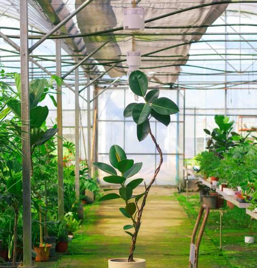 夏季适合种植哪些植物？它们的养护要点是什么？
