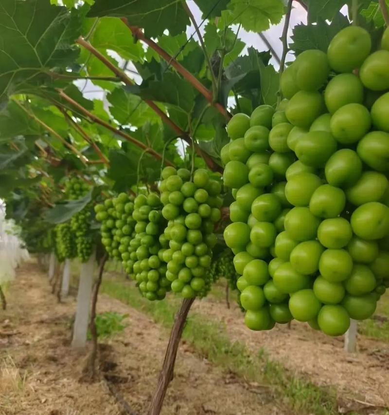哪些植物含有高蛋白？这些植物的营养价值如何？